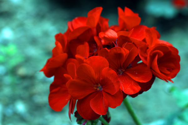 Geranio rojo Imagen & Foto | plantas, flores, naturaleza Fotos de fotocommunity Geranio rojo Imagen & Foto | plantas, flores, naturaleza Fotos de fotocommunity