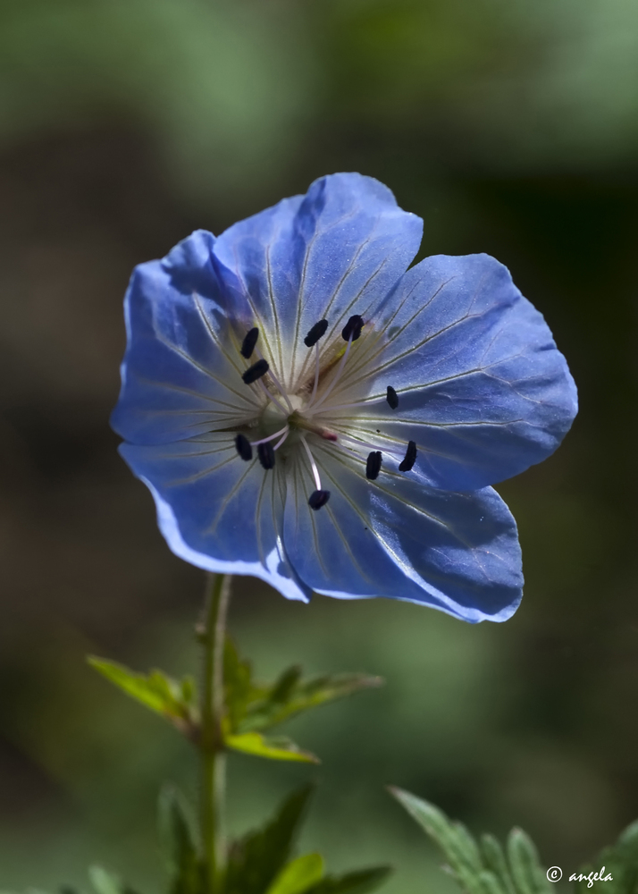 Geranio silvestre (geranium endresii)