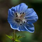 Geranio silvestre (geranium endresii)