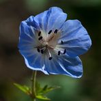 Geranio silvestre (geranium endresii)