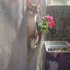 geranio, sole, stendino e gattototò