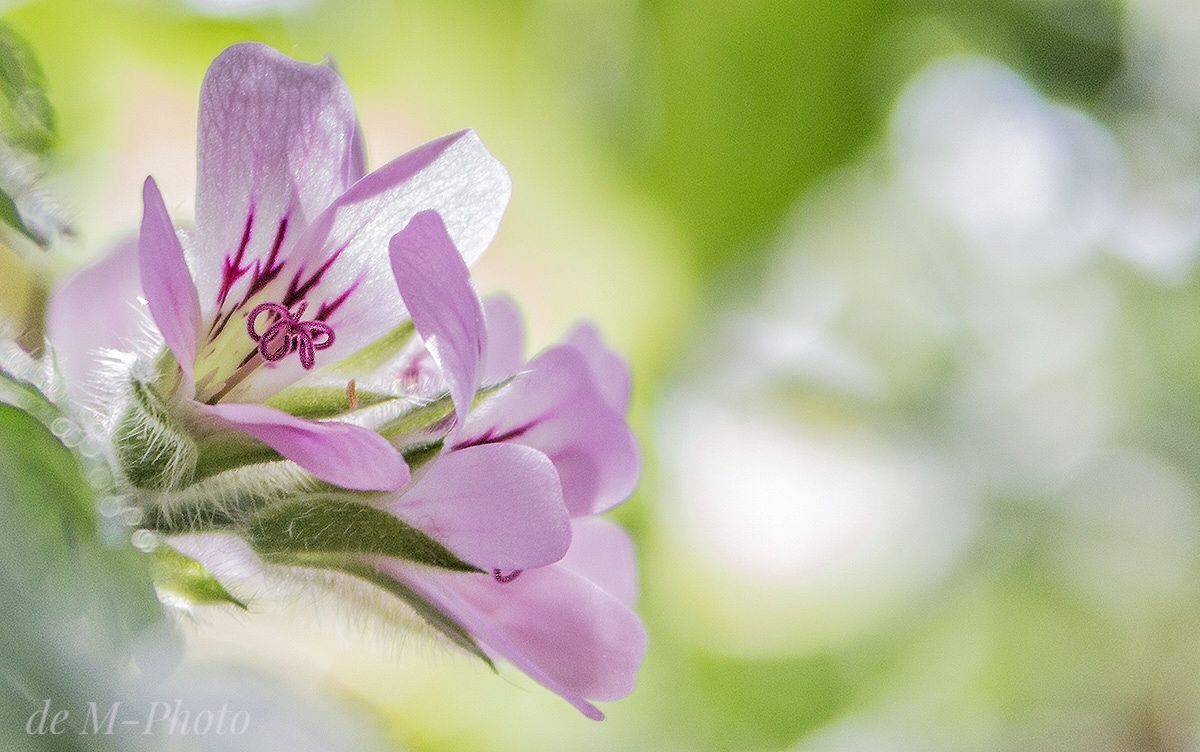 Geranium