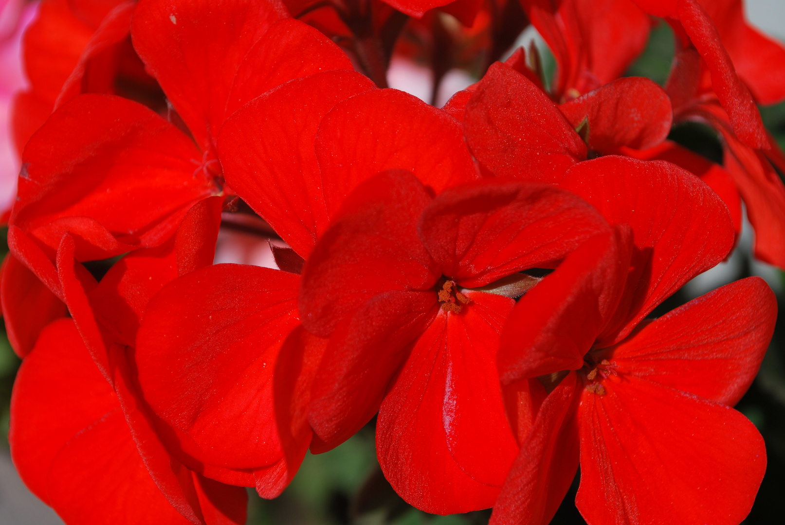 Geranium