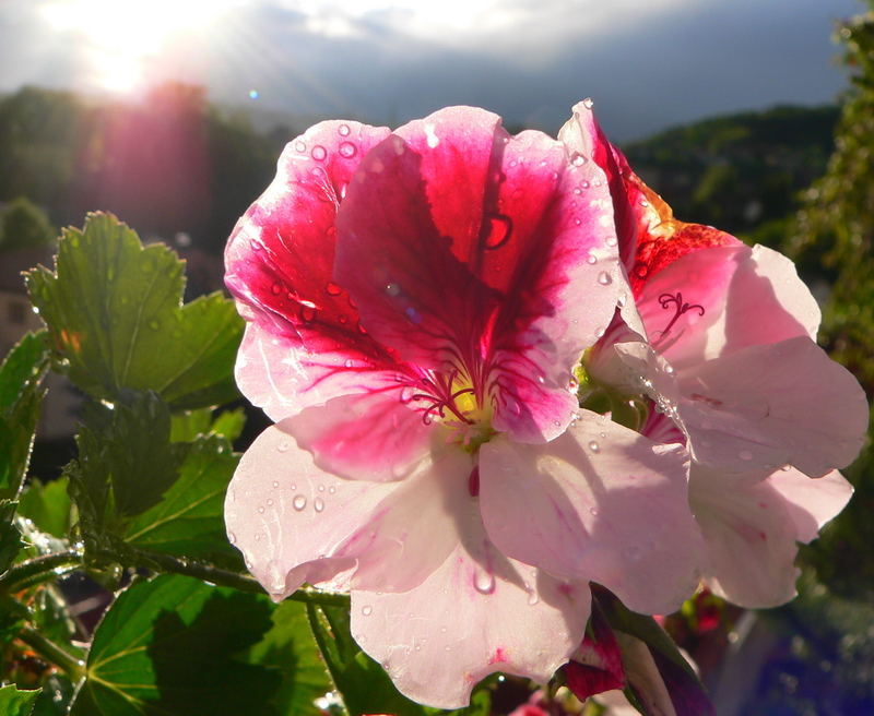 Geranium