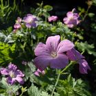 Geranium