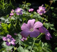 Geranium