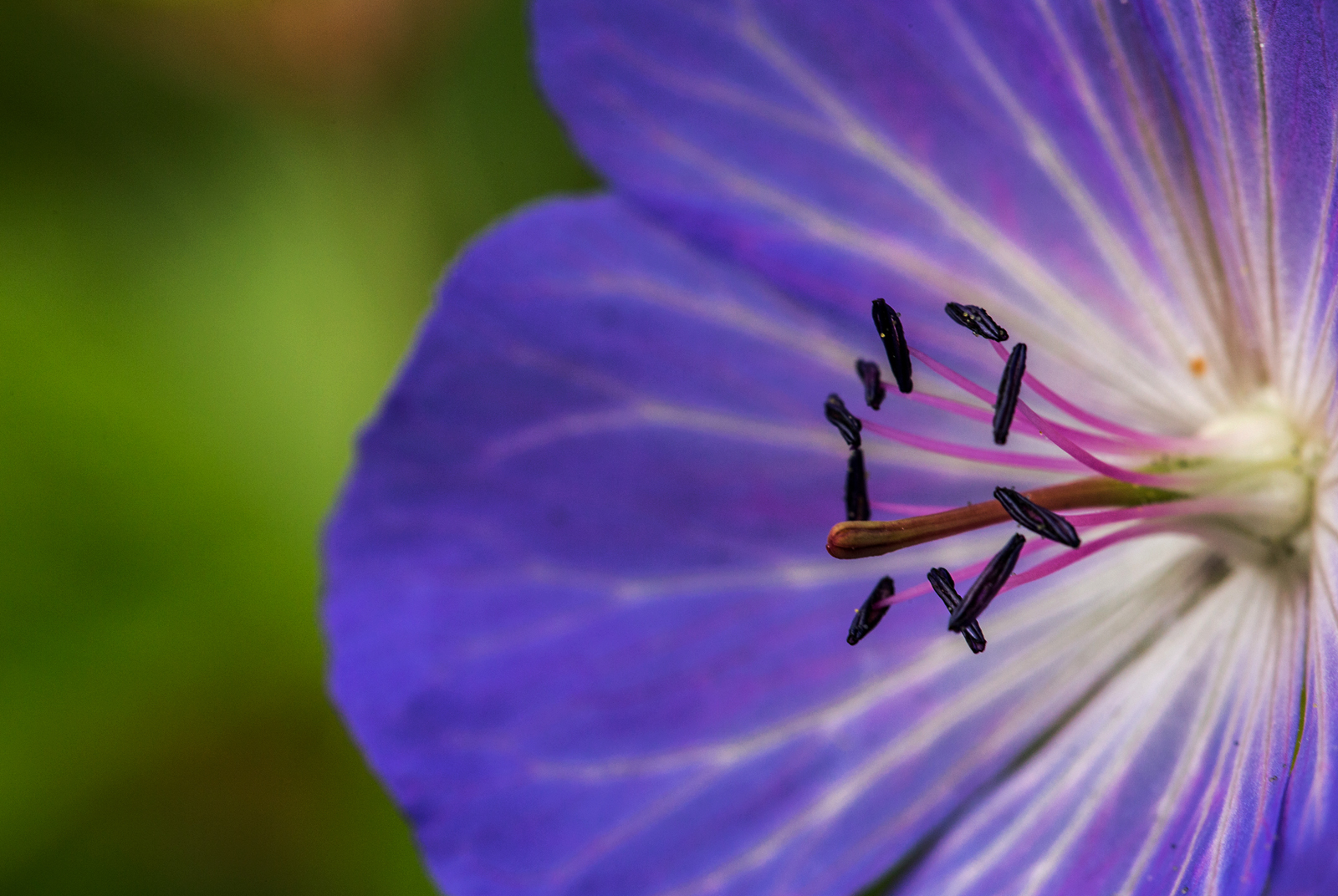 Geranium