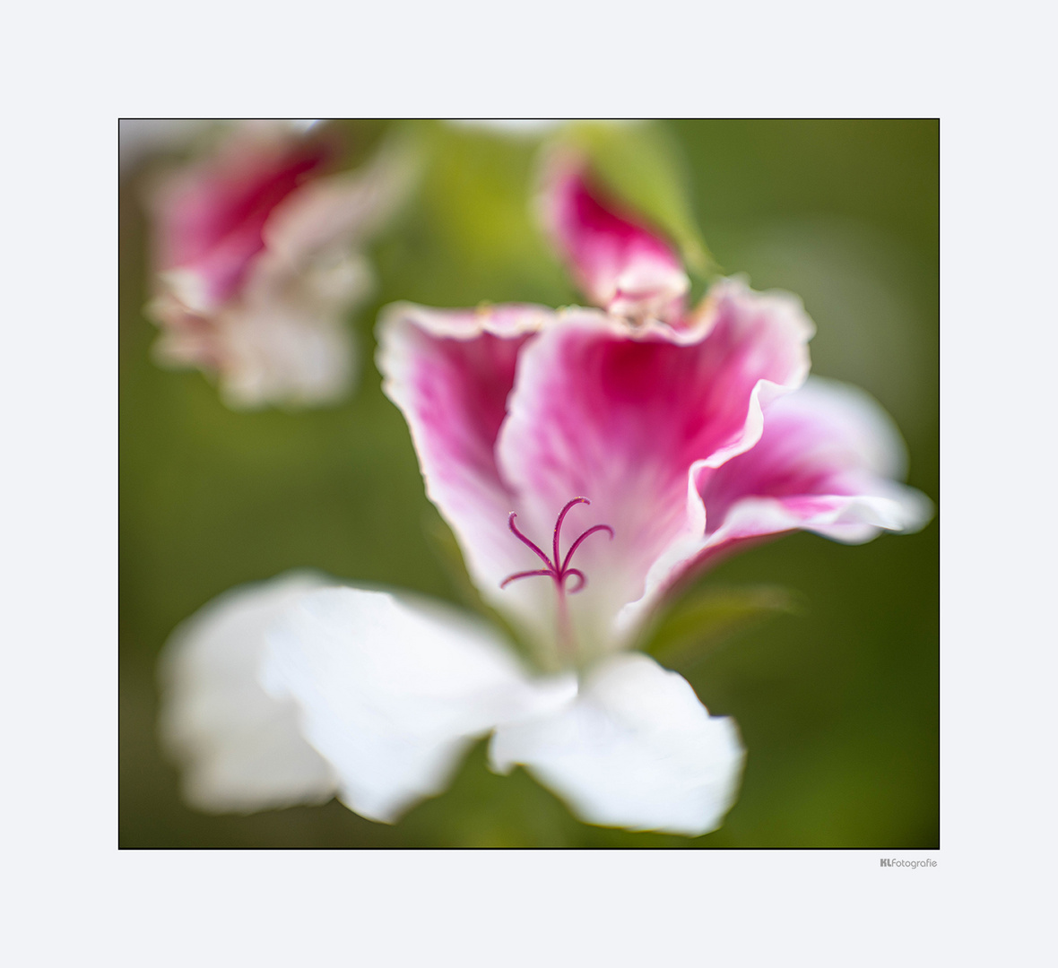 Geranium 2