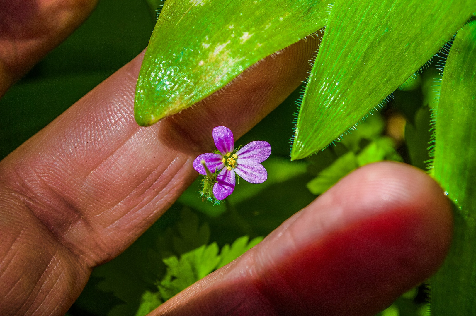 Geranium