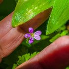 Geranium