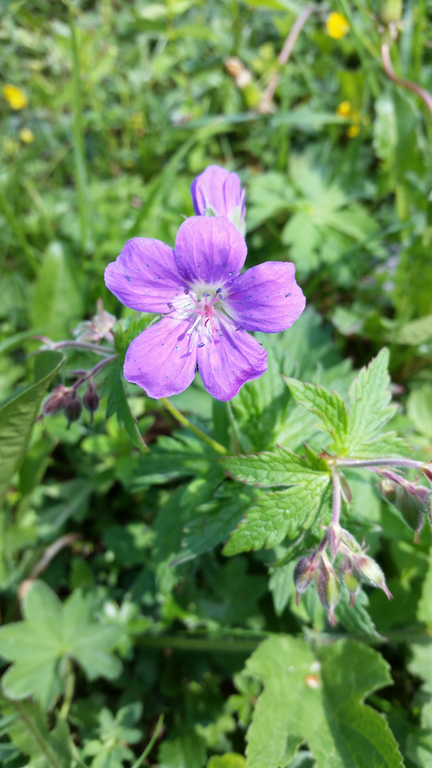 Geranium