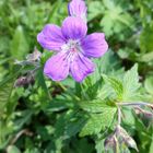 Geranium