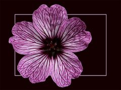 "Geranium"