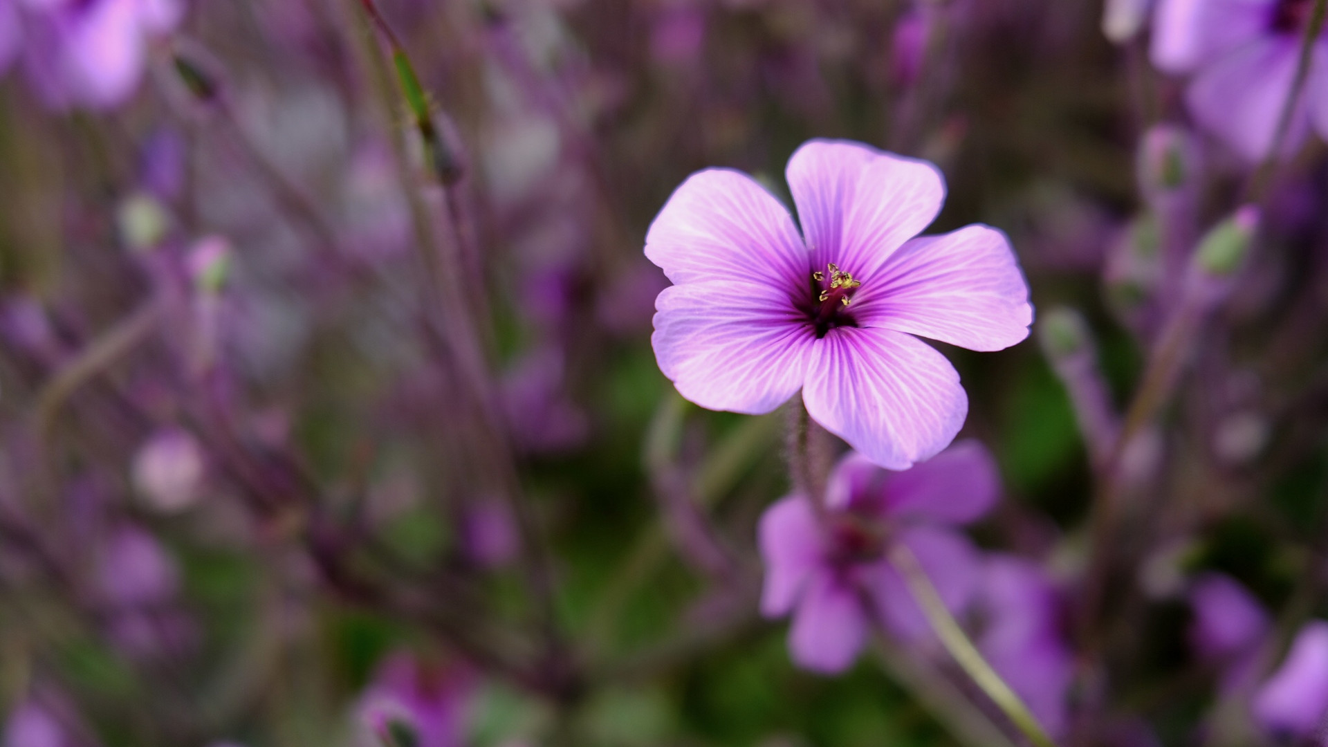 Geranium