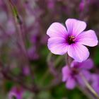 Geranium