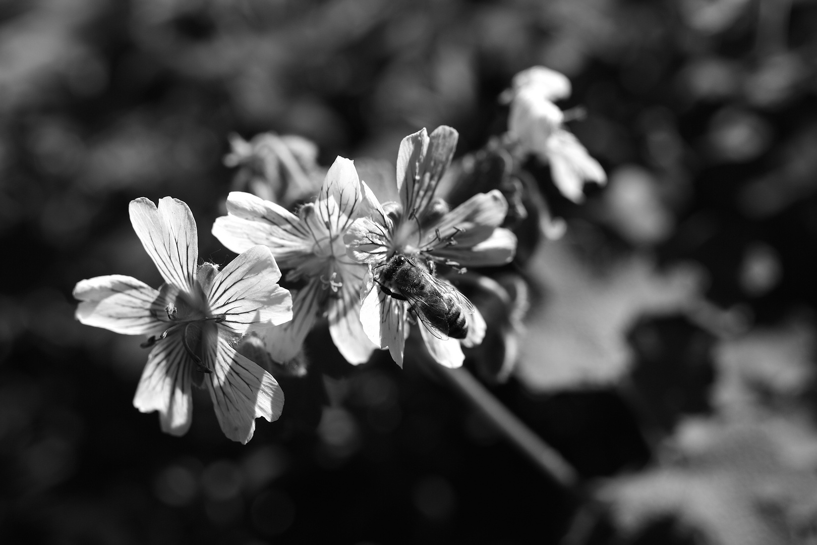 Geranium