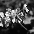 Geranium