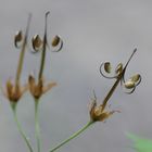 Geranium