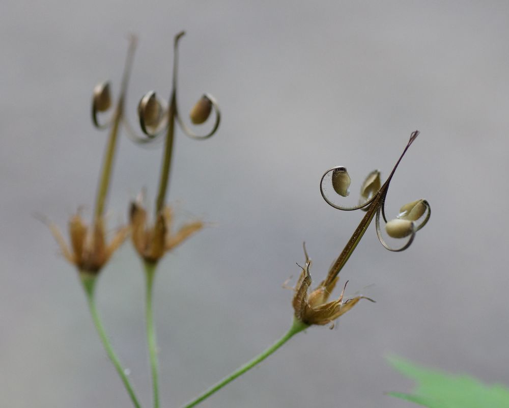 Geranium