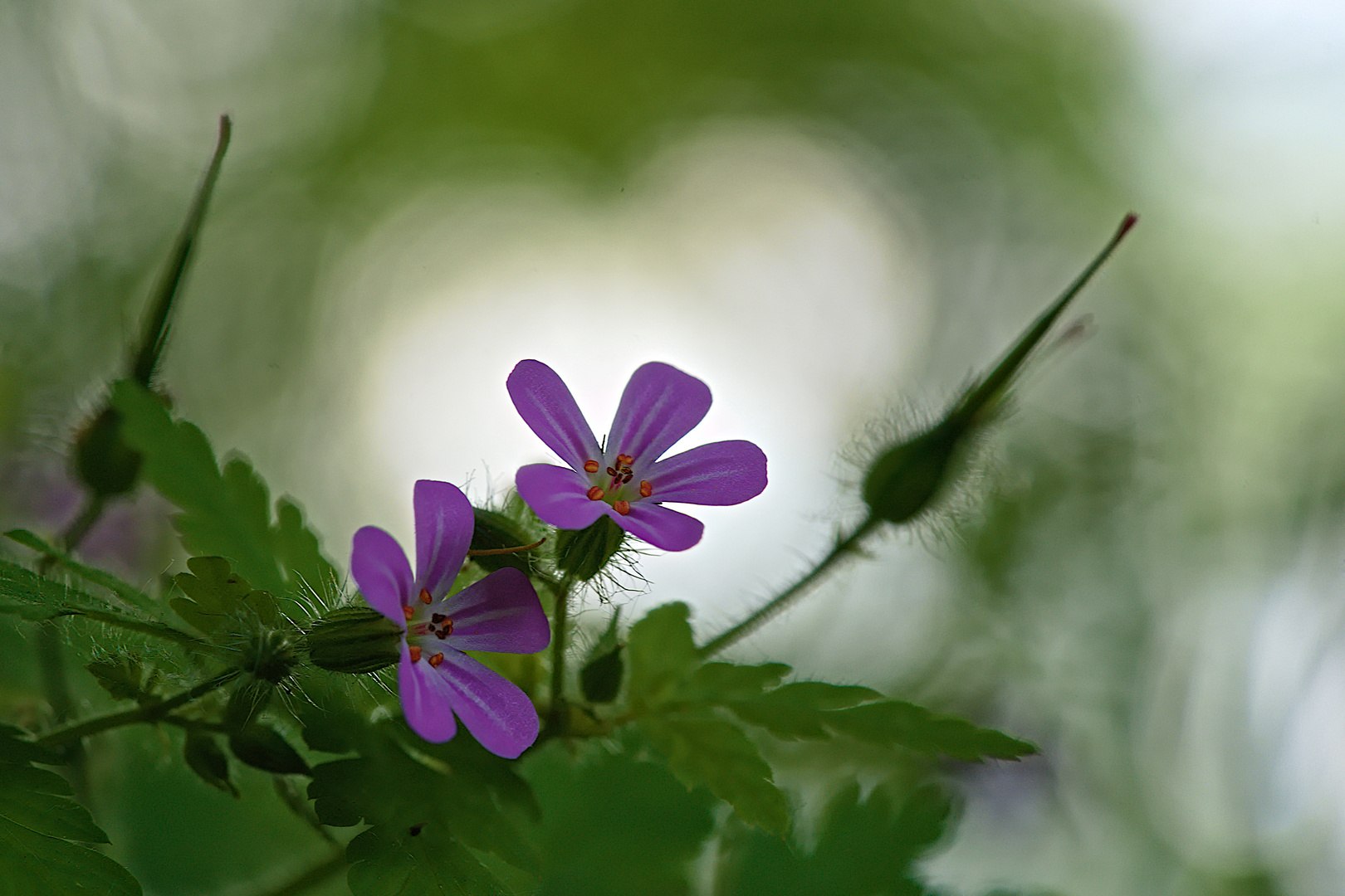 Geranium