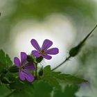 Geranium