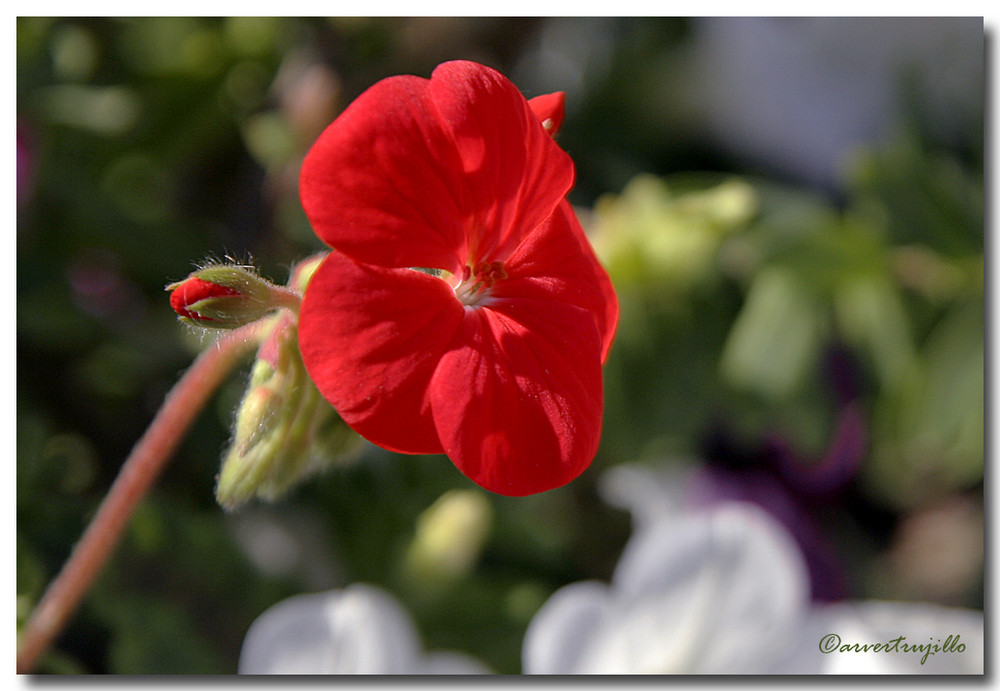 Geranium