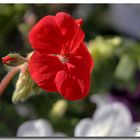 Geranium