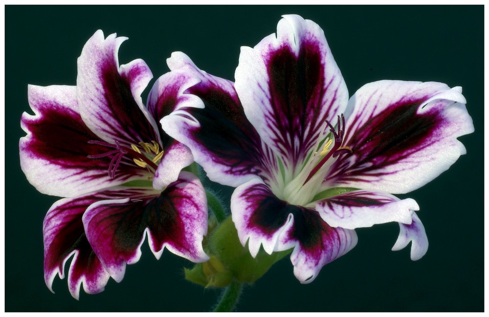 GERANIUM