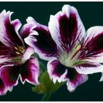 GERANIUM