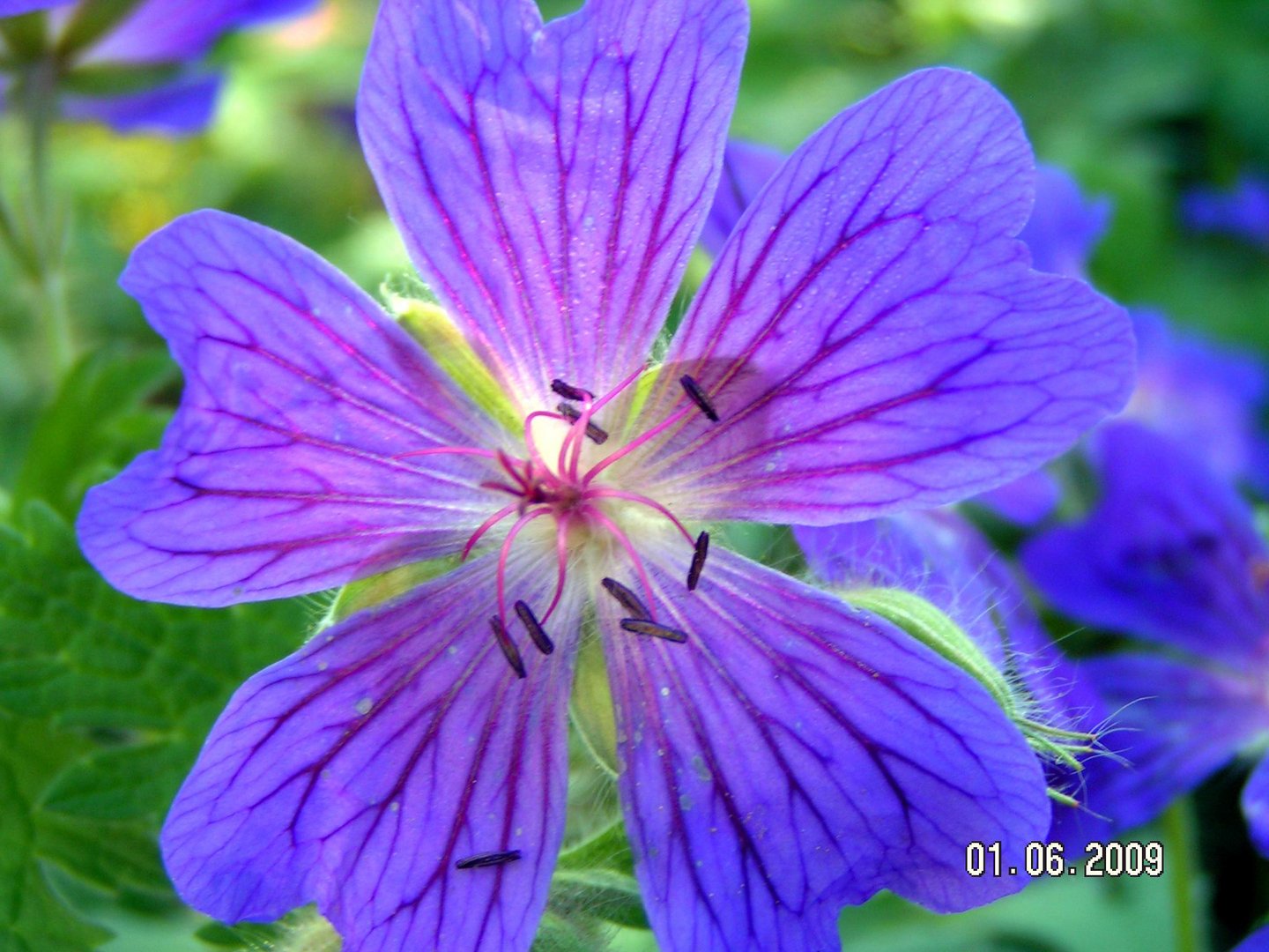 Geranium