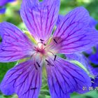 Geranium