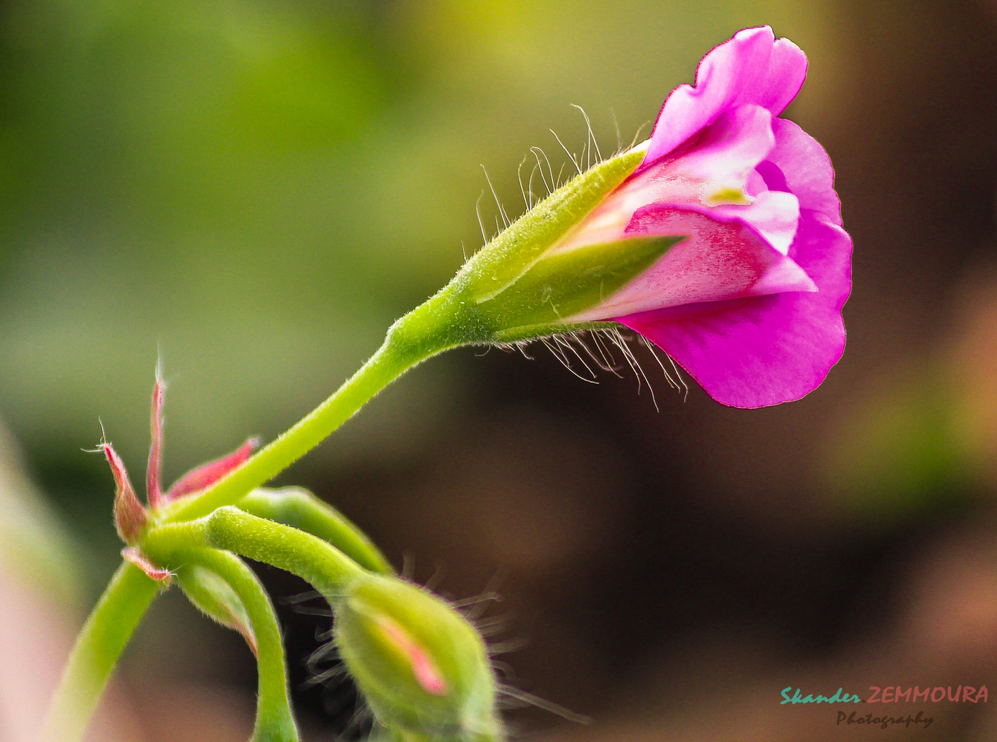 géranium