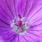 Geranium