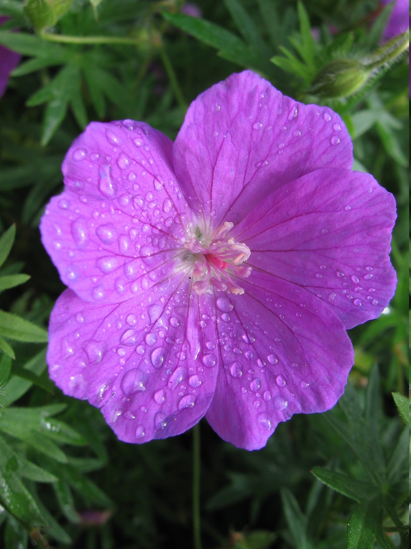 Geranium