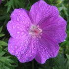 Geranium