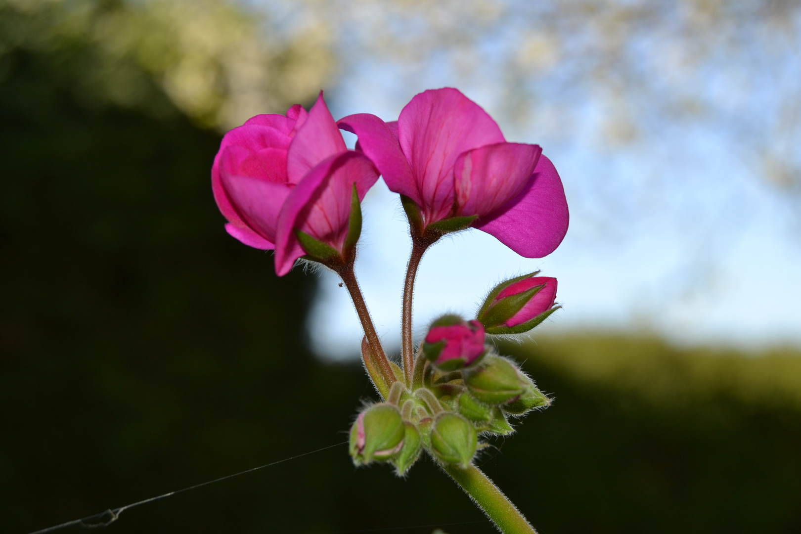 Géranium