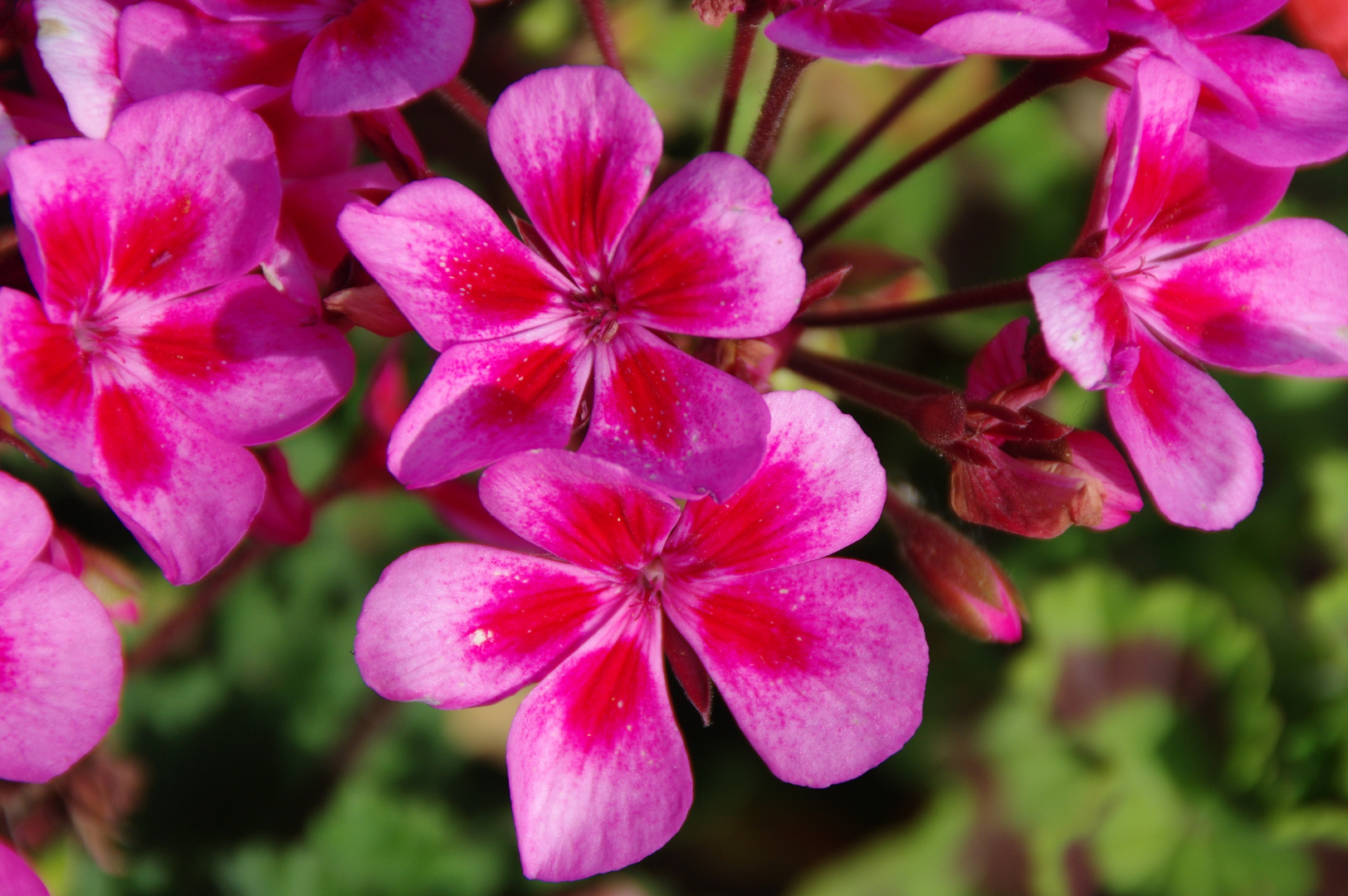 geranium