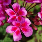 geranium