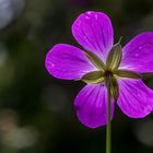 Geranium