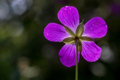 Geranium