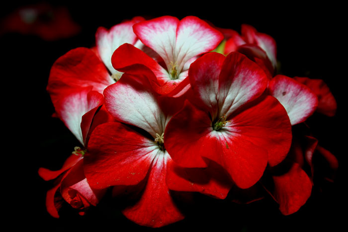 Geranium