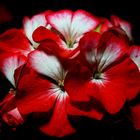 Geranium