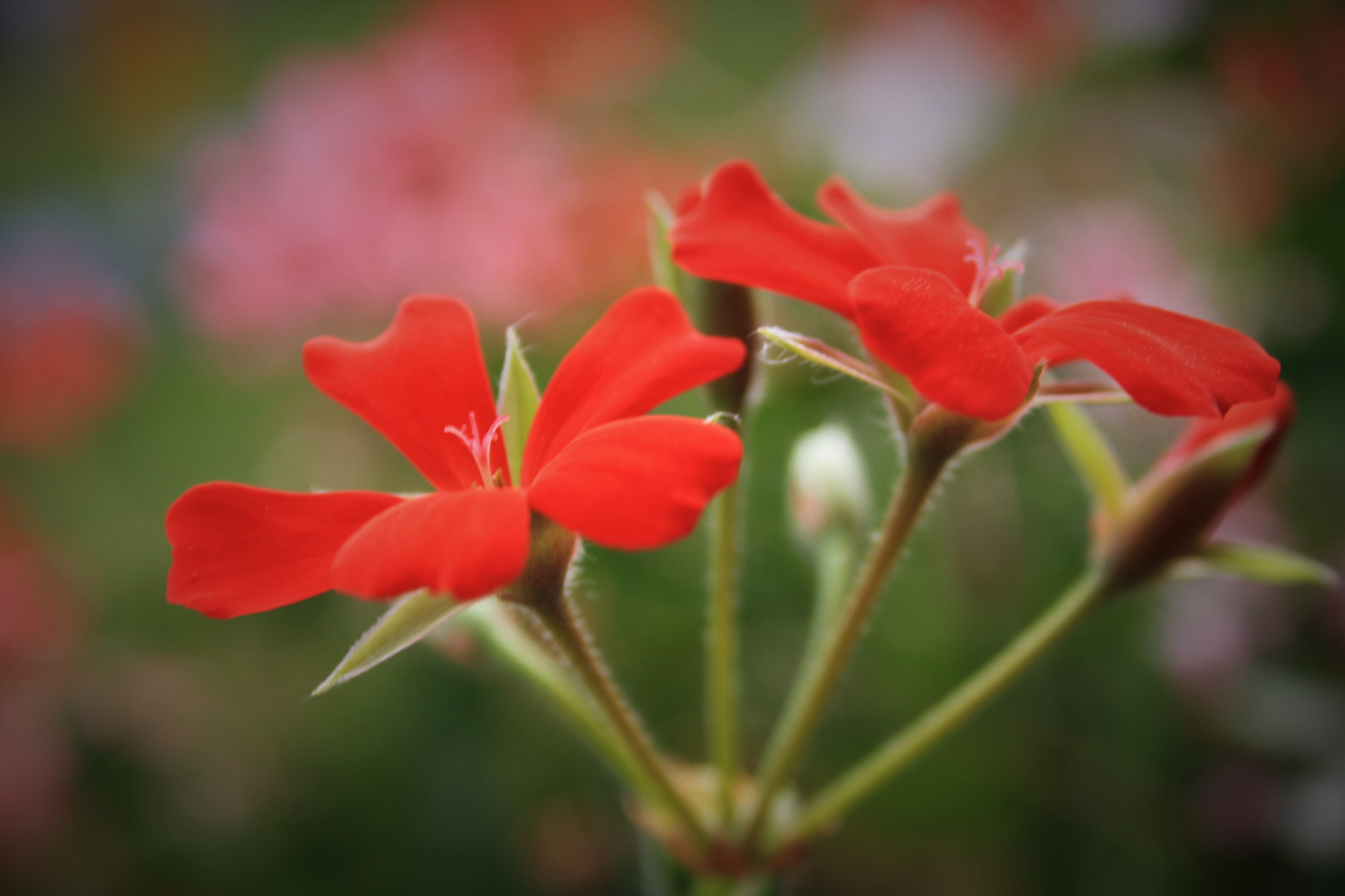 Geranium auf Balkonien