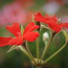 Geranium auf Balkonien