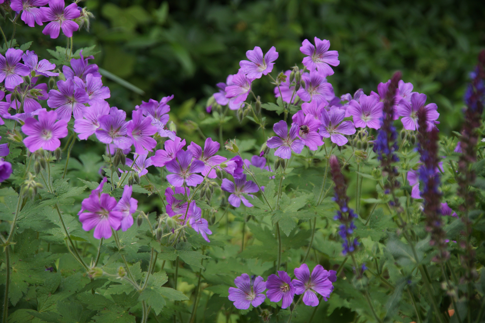 Geranium 