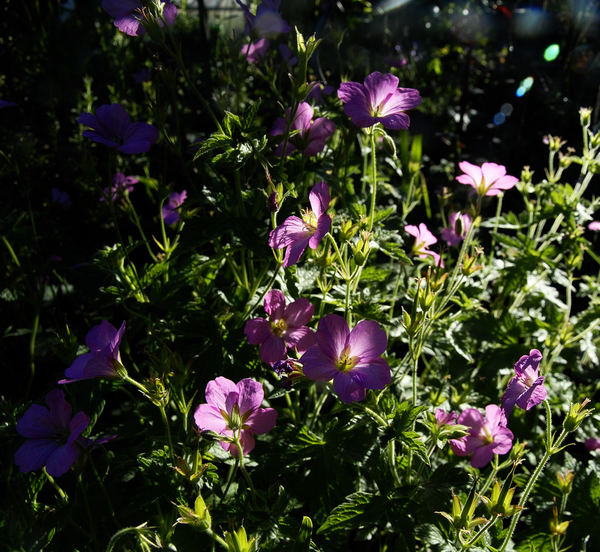 Geranium Bild2