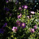 Geranium Bild2