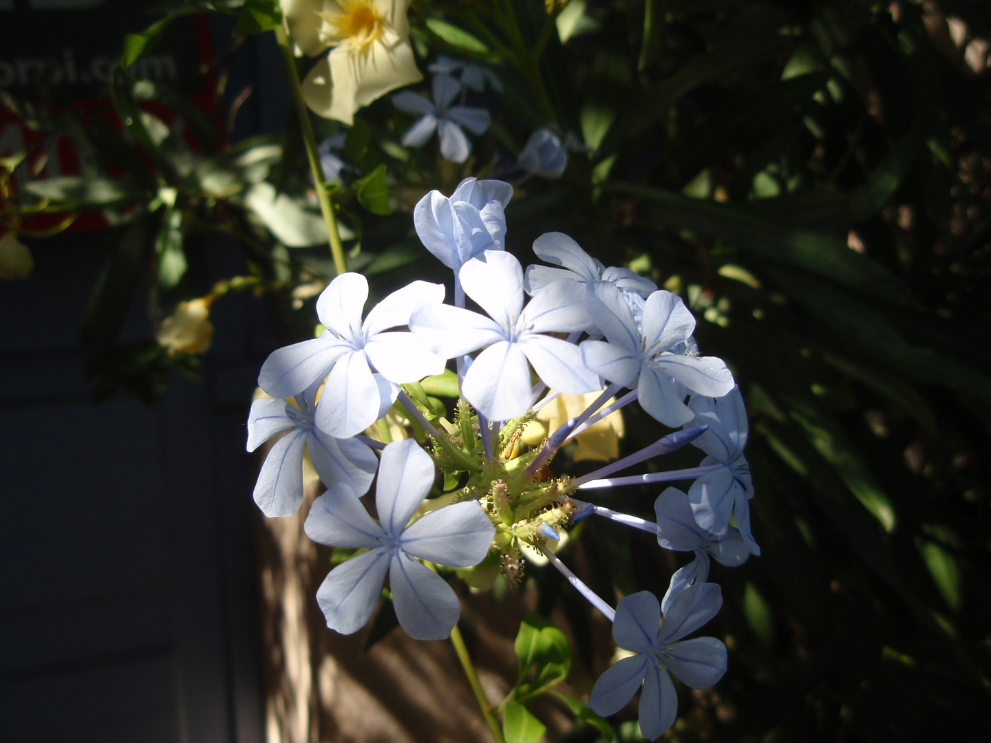 Geranium Bleu