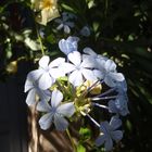 Geranium Bleu