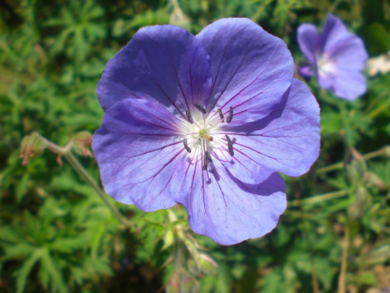 GERANIUM BLEU